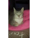 Picture of cat lost at Grandchamp Des Fontaines