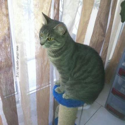 Photo 1/1 Moustache Chat lost in Aubagne