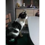 Picture of cat lost at Visseiche