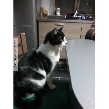 Photo 1/1 Marlow Chat lost in Visseiche