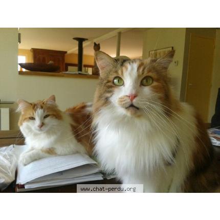 Photo 1/1 Frimousse Chat lost in Noisy le roi