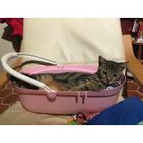 Picture of cat lost at Logron