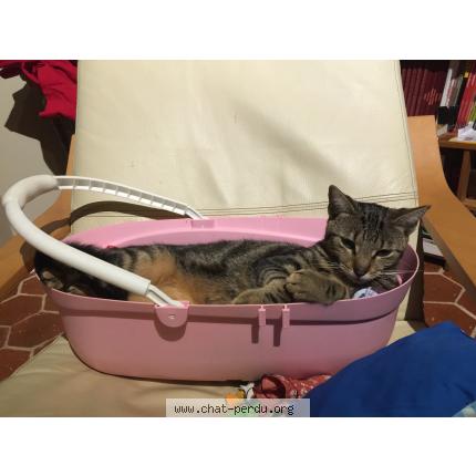 Photo 1/1 Cœur d'amour Chat lost in Logron