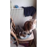 Picture of cat lost at Beziers