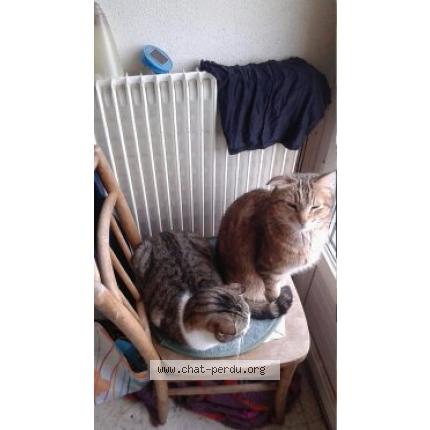 Photo 1/1 chatillion Chat lost in Beziers