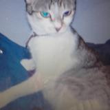 Picture of cat lost at Wihr Au Val