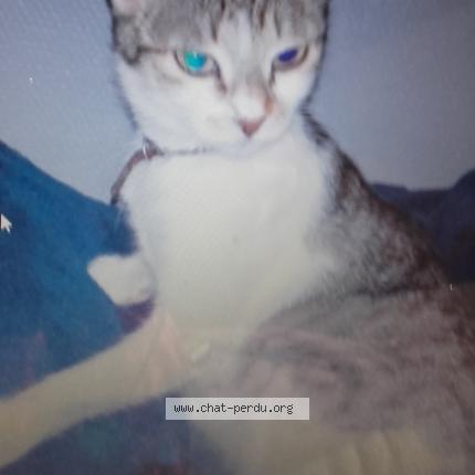 Photo 1/1 TROMPETTE Chat lost in Wihr au val