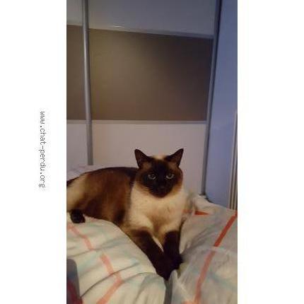 Photo 1/1 Vanille Chat lost in Trouy