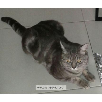 Photo 1/1 Mimi Chat lost in Lambesc