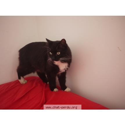 Photo 1/1 Malo Chat lost in Challans