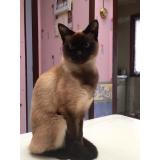 Picture of cat lost at Hem