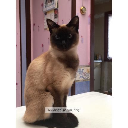 Photo 1/1 Vanille Chat lost in Hem