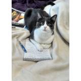 Picture of cat lost at Nanterre