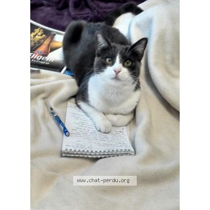 Photo 1/1 Milly Chat lost in Nanterre