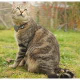 Picture of cat lost at Saint Vincent De Paul