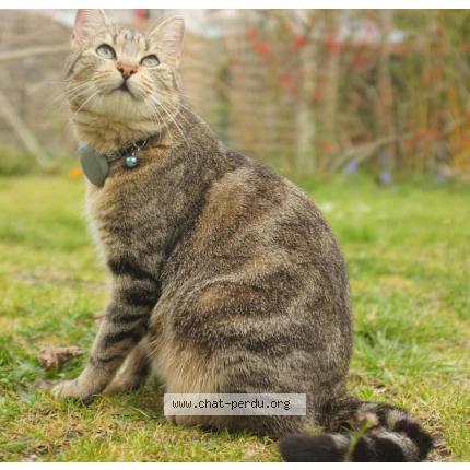 Photo 1/1 Inara Chat lost in Saint vincent de paul