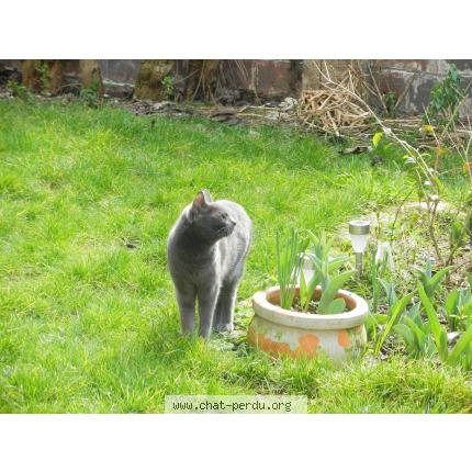 Photo 1/1 Boris Chat lost in Arcueil