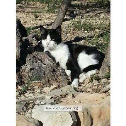 Photo 1/1 Félix Chat lost in Hulluch