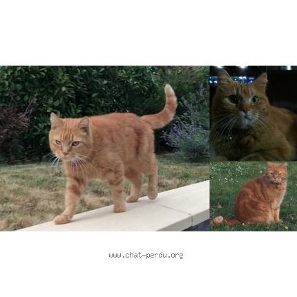 Photo 1/1 CARAMEL Chat lost in Mondelange