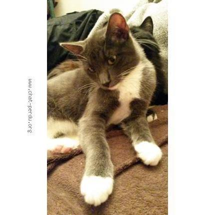 Photo 1/1 Papuche Chat lost in Chelles