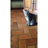 Picture of cat lost at Courrieres