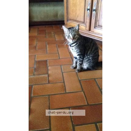 Photo 1/1 Kiwi Chat lost in Courrieres