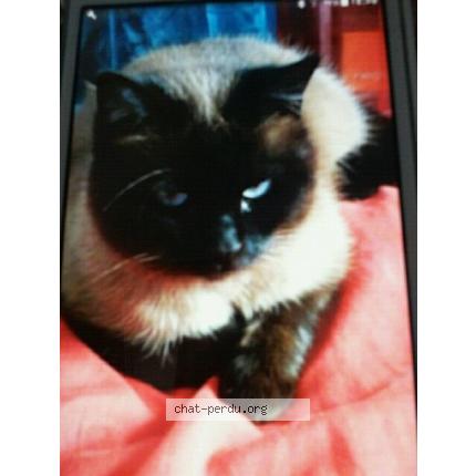 Photo 1/1 sally Chat lost in Carcassonne