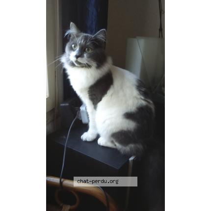 Photo 1/1 BOUBOULE Chat lost in Pressignac