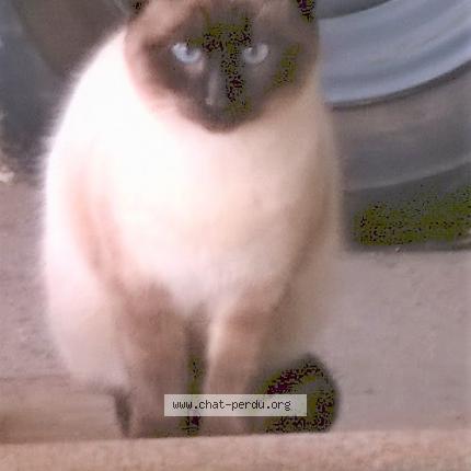 Photo 1/1 Loulou Chat lost in Luc sur mer