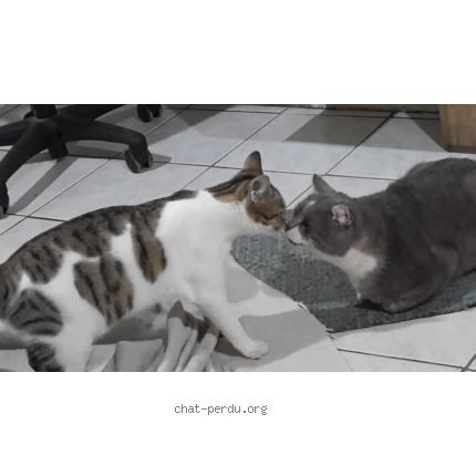 Photo 1/1 Little Chat lost in La menitre