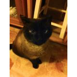 Picture of cat lost at Landerneau