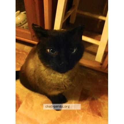 Photo 1/1 Pimbo Chat lost in Landerneau