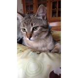 Picture of cat lost at Voiron