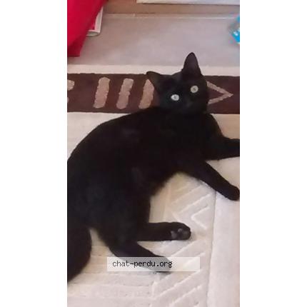 Photo 1/1 Cookie Chat lost in Aubagne