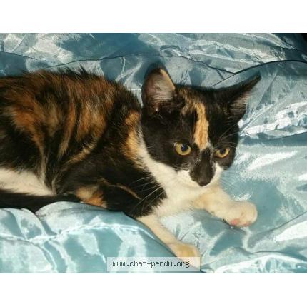 Photo 1/1 Lily Chat lost in Arles