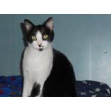 Picture of cat lost at St Genis Laval