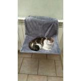 Picture of cat lost at Auch