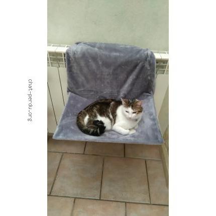 Photo 1/1 Mouflette Chat lost in Auch