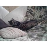 Picture of cat lost at Draguignan