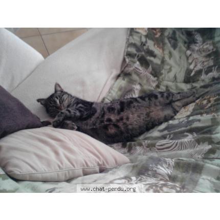 Photo 1/3 Juanita Chat lost in Draguignan