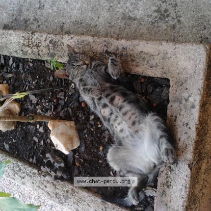 Photo 2/3 Juanita Chat lost in Draguignan