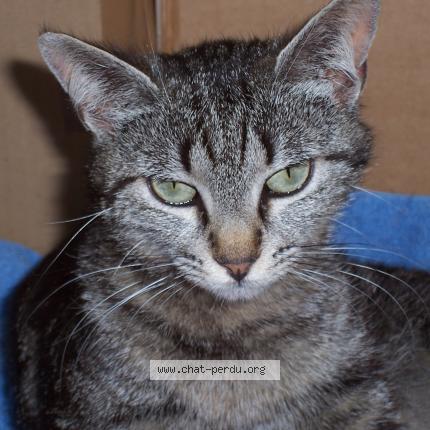 Photo 3/3 Juanita Chat lost in Draguignan