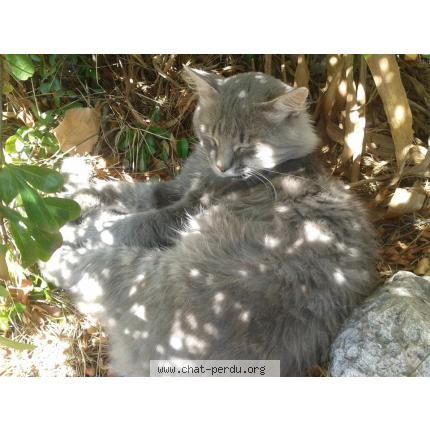 Photo 1/1 Adolphe Chat lost in Bouc bel air