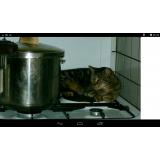 Picture of cat lost at Monteaux