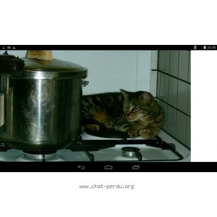 Photo 1/1 Speedy Chat lost in Monteaux