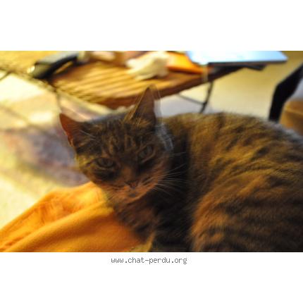 Photo 1/1 Minette Chat lost in Crainvilliers