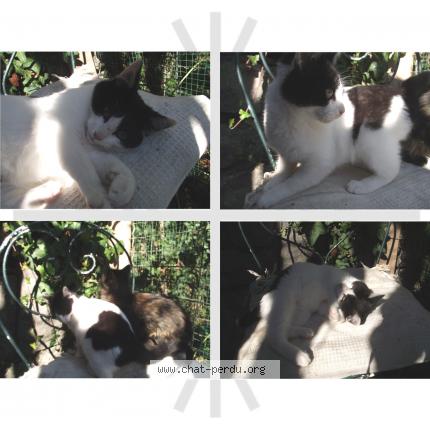 Photo 1/1 MANI Chat lost in Marseille