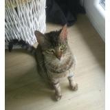 Picture of cat lost at Nantes