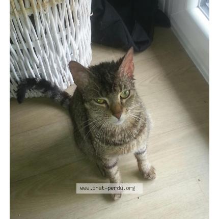 Photo 1/1 Clochette Chat lost in Nantes