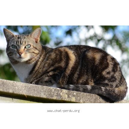 Photo 1/1 GRISHA Chat lost in Audenge